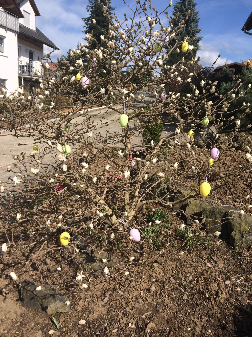 magnolia bush with eggs